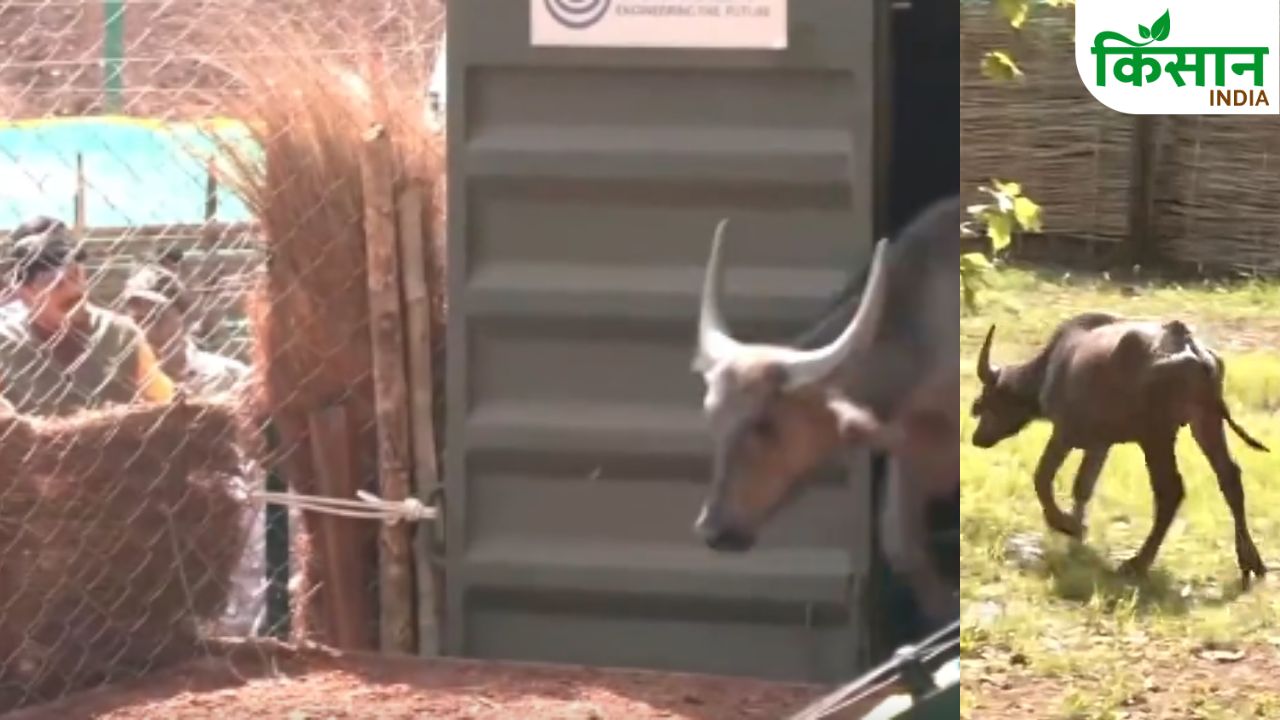 Wild Buffalo Return Kanha Tiger Reserve Madhya Pradesh Conservation Success