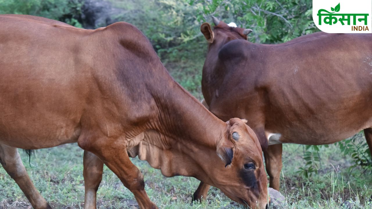 Gir Cow Dairy Farming High Milk Production Profit Business Rural Income