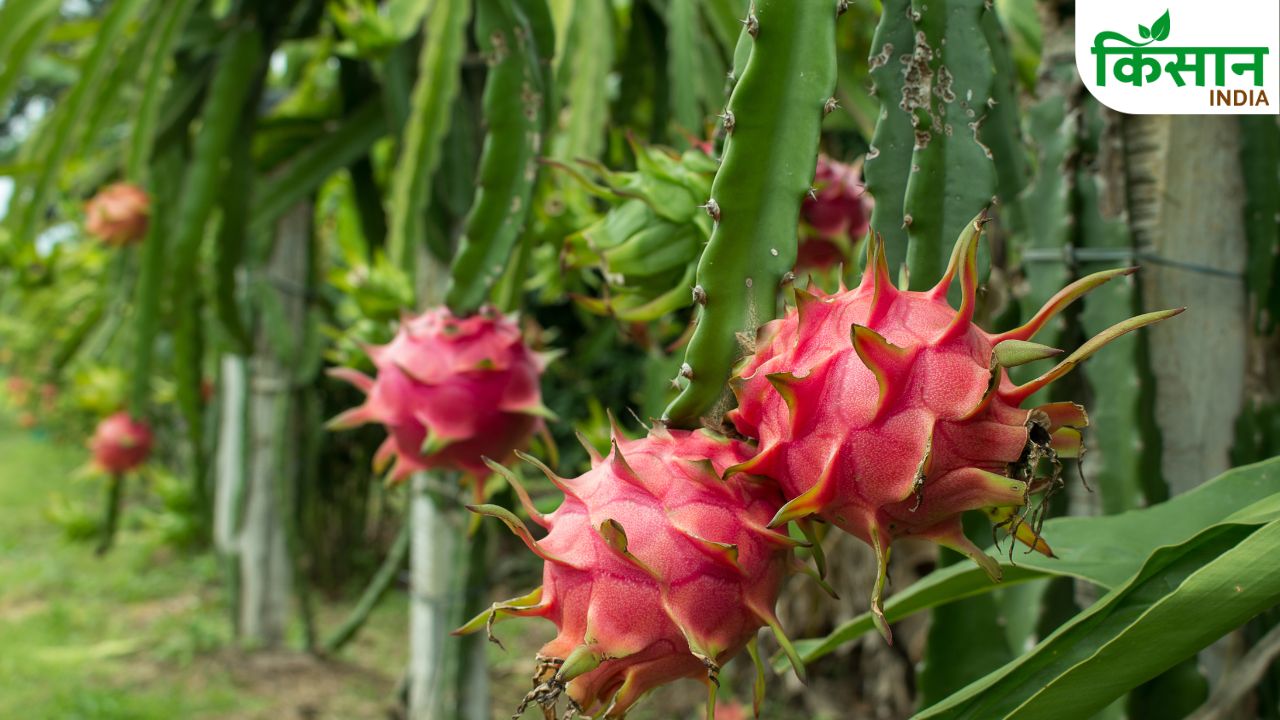 Dragon Fruit Farming Profit Kamlam Cultivation Income Guide