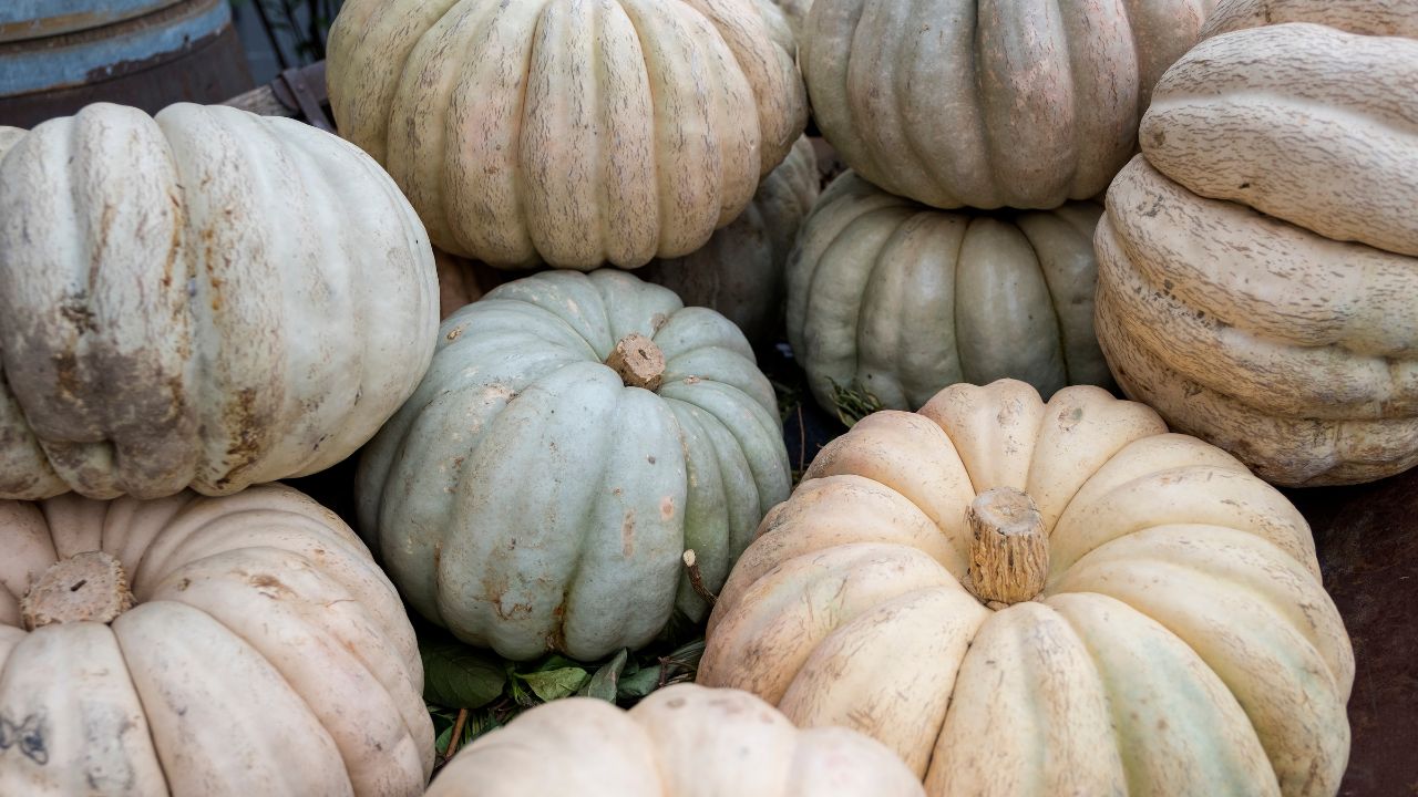 Flies Rot Fruit From Within As Soon As They Sit On It Save Pumpkins And Gourd Adopt This Easy Homegrown Trick