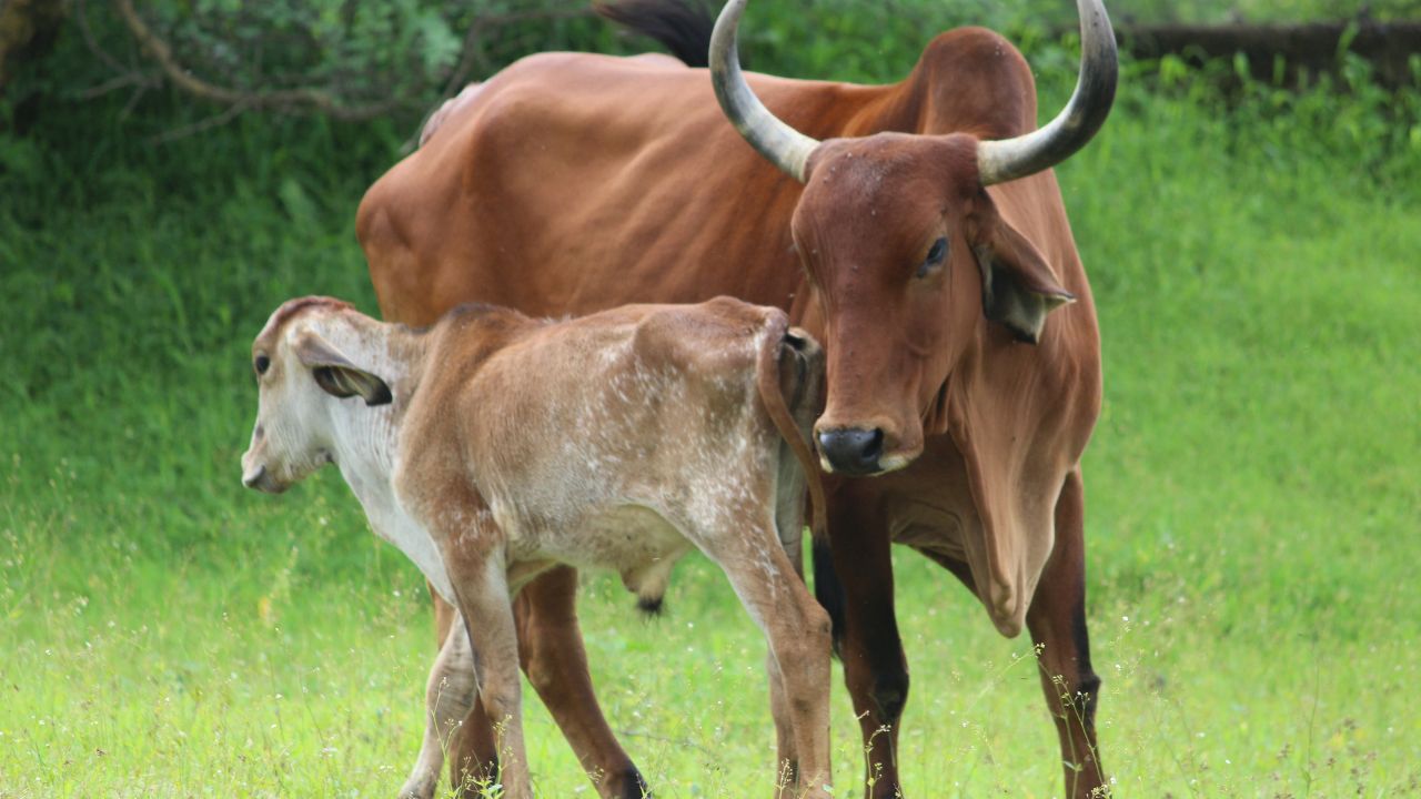 Plenty Milk And Fewer Diseases Even In Summer Why Sahiwal Cow Is Becoming First Choice Dairy Farmers
