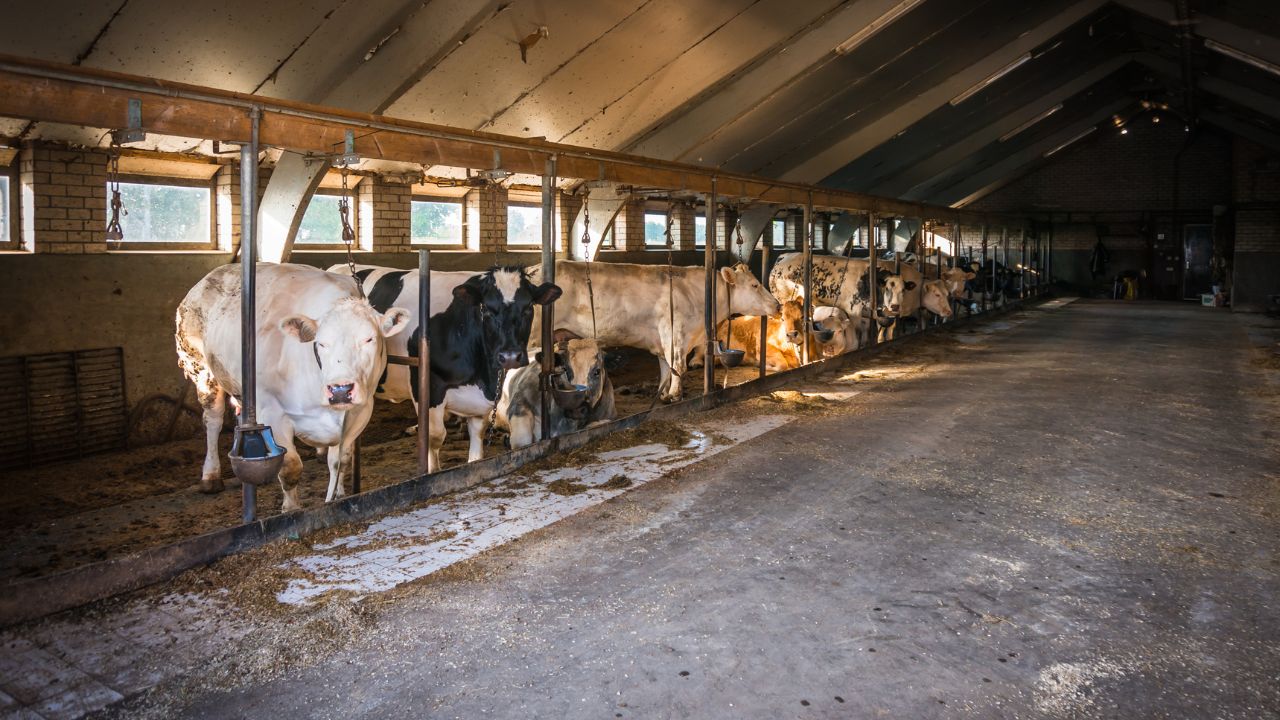 Start Dairy Business In Your Village With Less Land With Help Government It Very Profitable Business