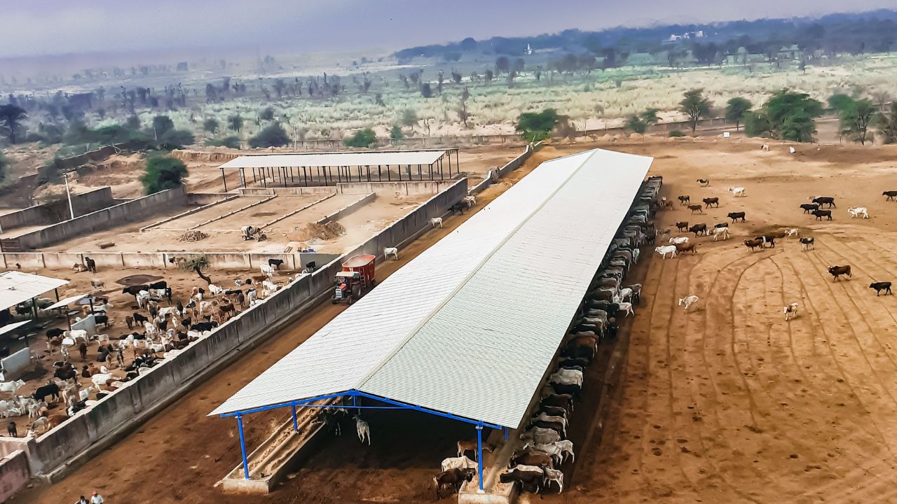 Land Finalized 5 Panchayats Five Large Cow Shelters To Built In Uttar Pradesh Animal Husbandry Department Gets Approval Under Govansh Sanrakshan Yojana