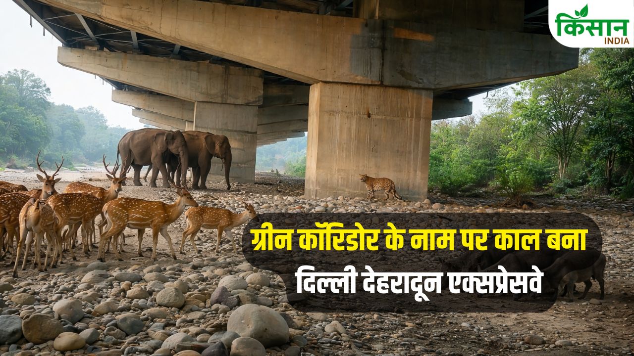 Pace Of Development Or Attack Wildlife Did Delhi Dehradun Expressway Change Landscape Or Increase Problems