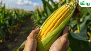 मक्का तुड़ाई में जल्दबाजी पड़ सकती है भारी, सही सुखाई और भंडारण से बचाएं लाखों का नुकसान