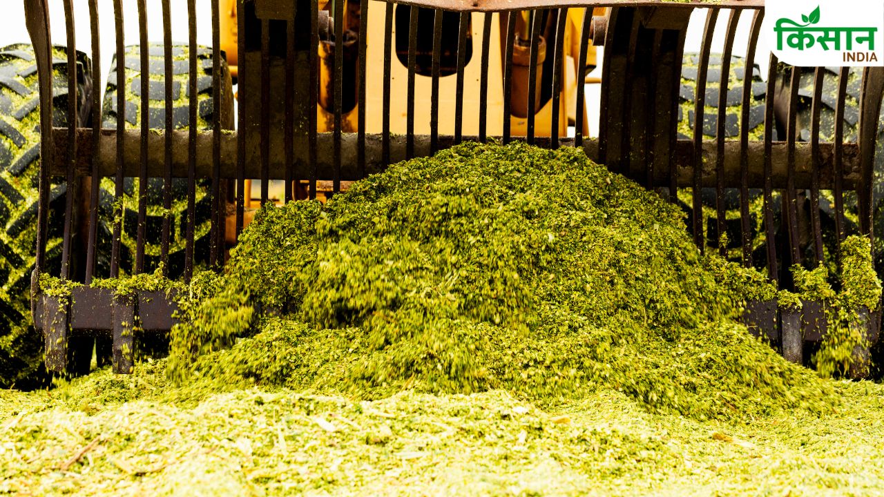Green Fodder Worries Over This Simple Technique Ensures That Cows And Buffaloes Get Nutritious Food Year Round