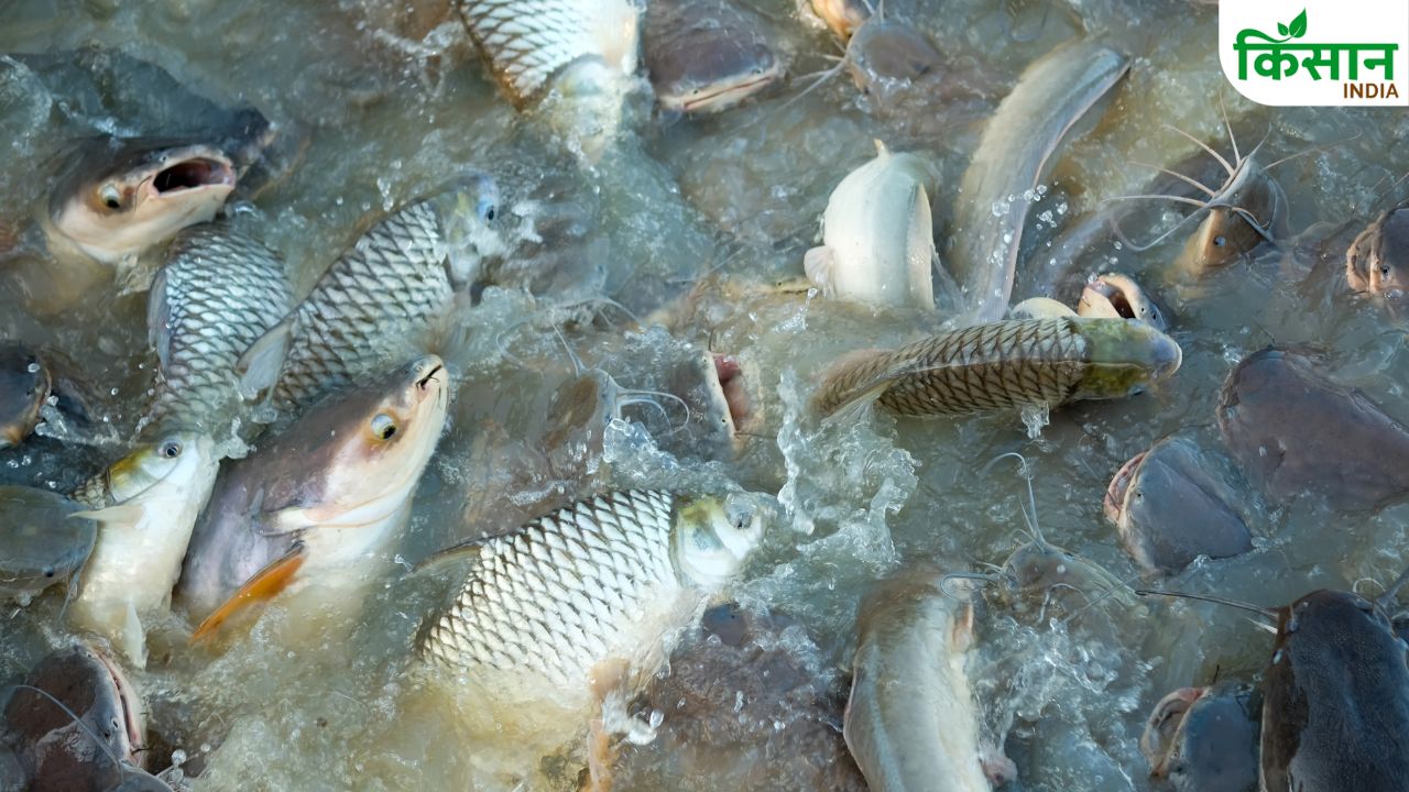 Start Fish Farming On Vacant Land Or In A Small Pond You Get Huge Profits In 6 Months