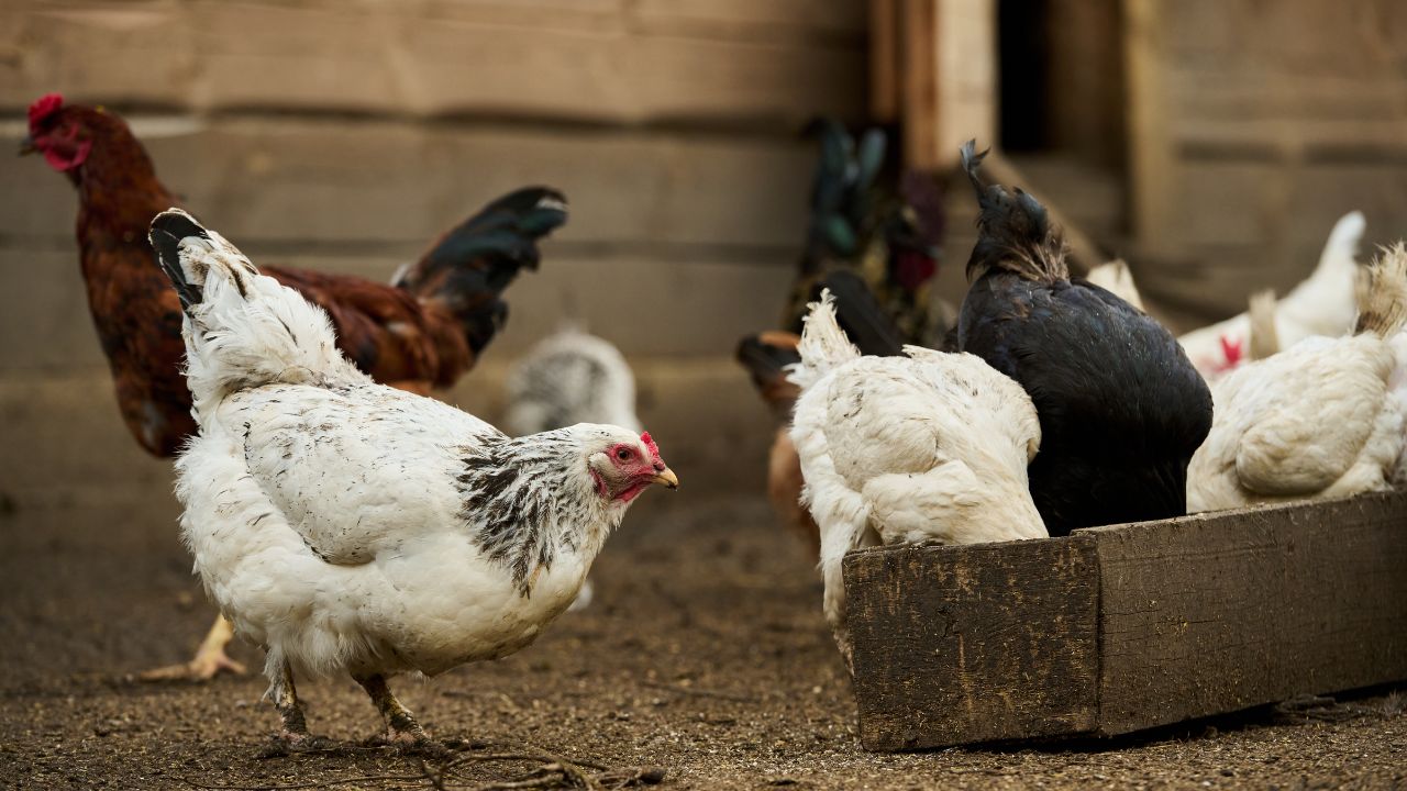 Heat Increased Risk Chickens Animal Husbandry Department Suggested Simple Solutions Like Vitamin C Neem And Vaccination