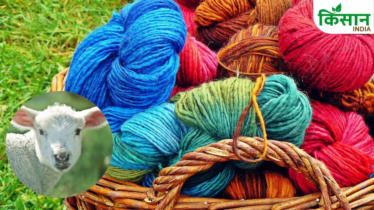 First Time In Himachal Pradesh Msp On Wool Is Rs 100 Income Cattle Farmers Secured And Market Risk Eliminated