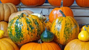 गर्मी में लौकी-कद्दू की फसल पर मंडराया खतरा, कीट और रोग से बचाव के आसान उपाय जारी