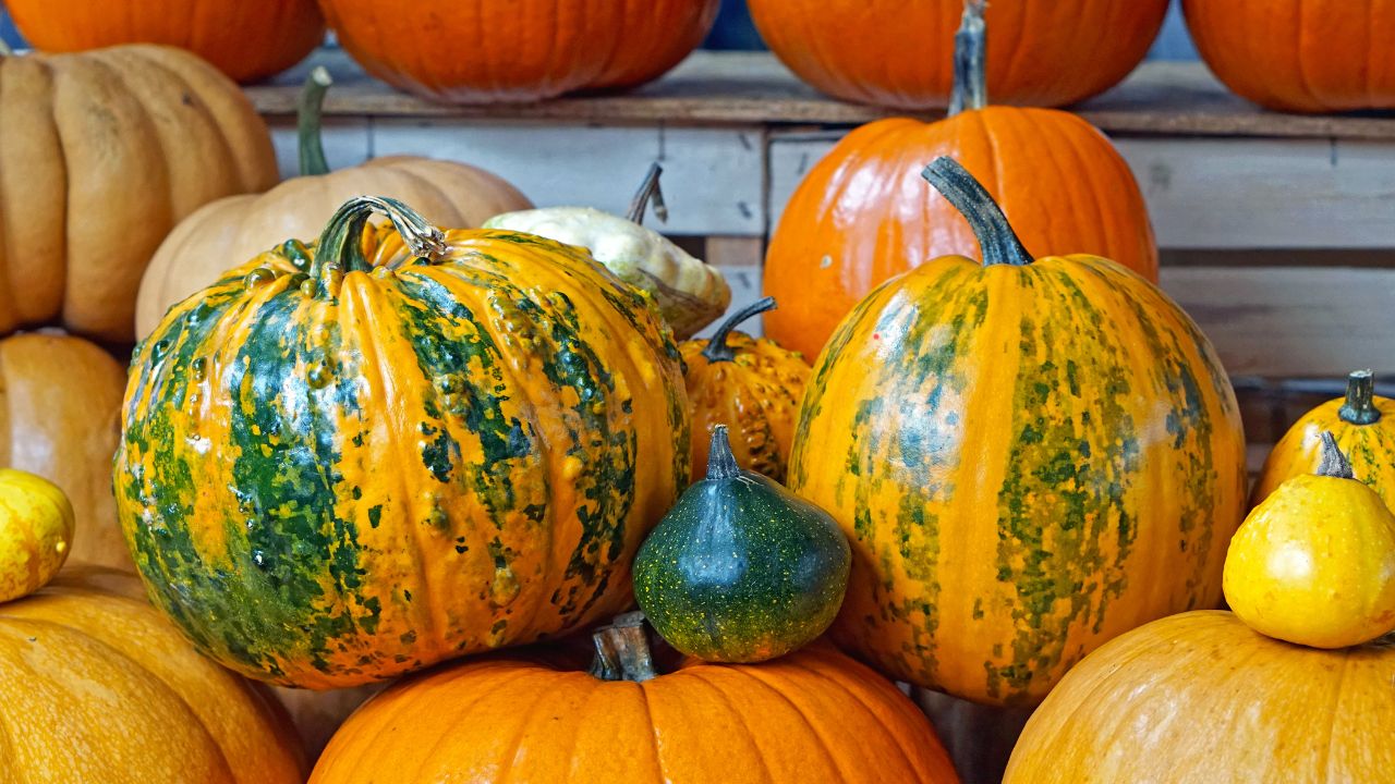 Gourd And Pumpkin Crops Under Threat Summer Easy Measures Protect Them From Pests And Diseases Being Issued