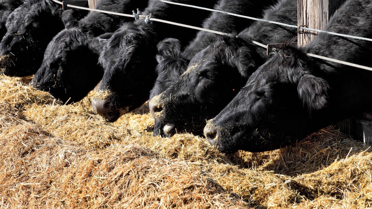 Summer Cattle Care Tips Increase Milk Production Right Fodder Feeding Method