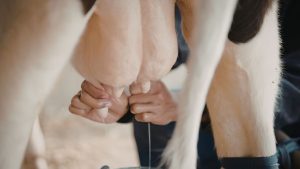 गर्मी में भी बाल्टी भर दूध देगी ये देसी गायें, कम खर्च में ज्यादा कमाई का आसान तरीका