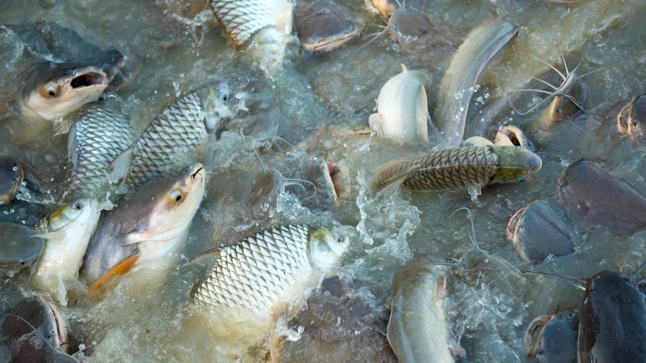 Summer Fish Farming Tips Avoid Loss Water Management Fish Health Care