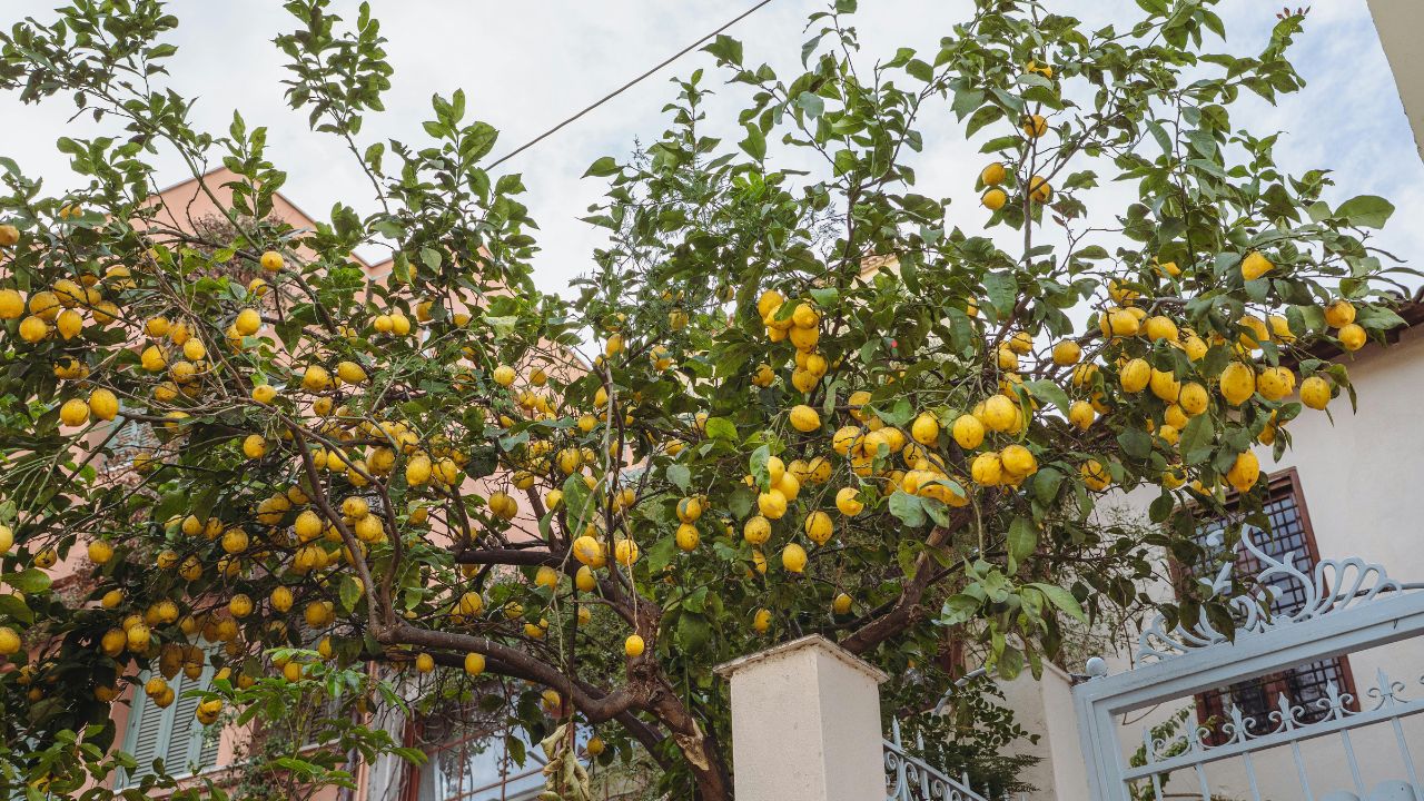 Lemon Farming Tips Increase Fruit Size Juicy Production Zinc Potassium Spray Guide