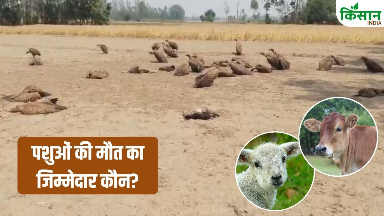 25 Vultures Died In Lakhimpur Uttar Pradesh After Eating Poisonous Meat