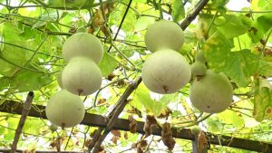 लौकी की खेती से कम लागत में ज्यादा मुनाफा, सही तरीके अपनाएं और पाएं बंपर पैदावार का बड़ा मौका