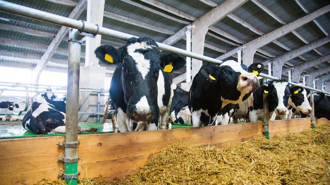 Importance Of Protein In Animal Feed Increase Milk Production Livestock Health Tips