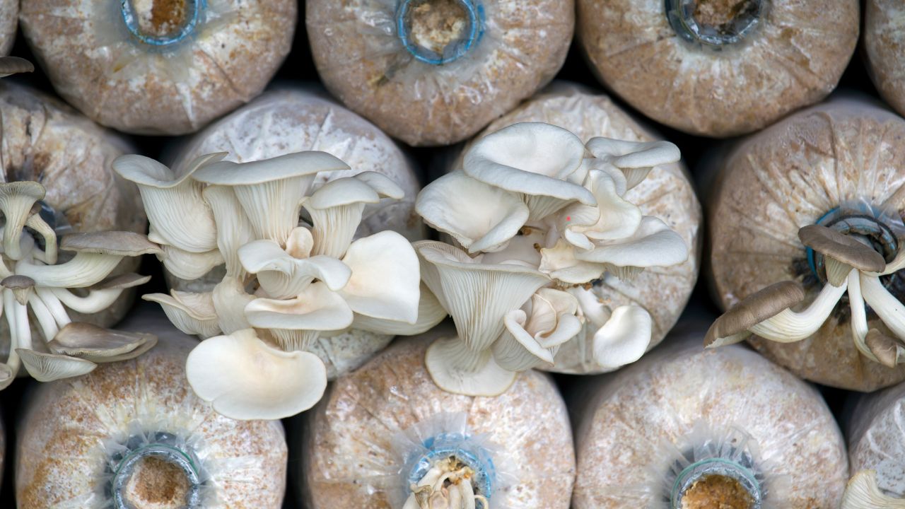 Summer Mushroom Farming Tips Desi Jugaad High Production Low Cost Income
