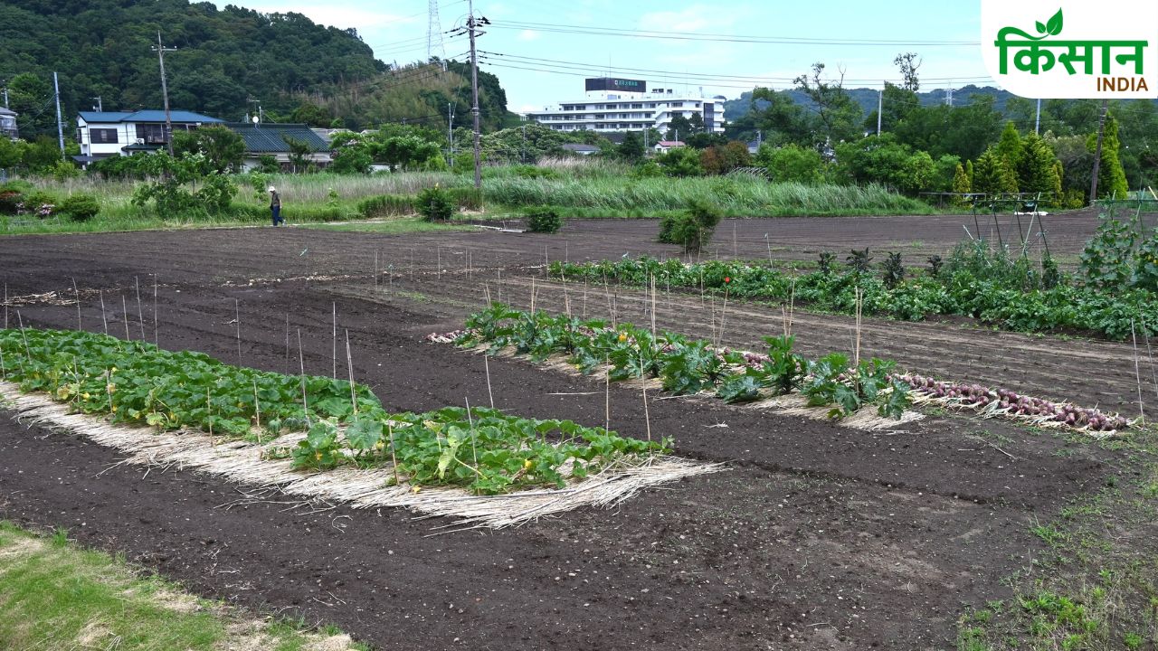 Fruit Farming Subsidy Scheme 50 Percent Madhya Pradesh Government Support Online Application Guide