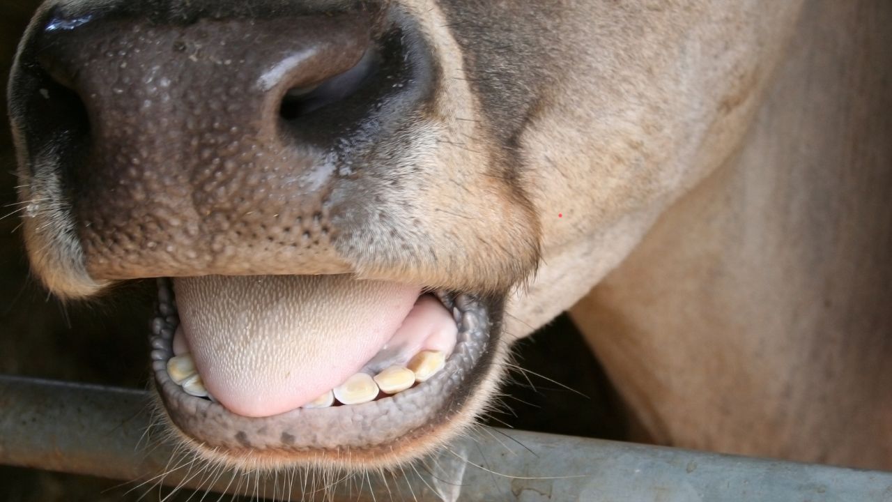 Animal Foot And Mouth Disease Vaccination Free How Apply Himachal Pradesh