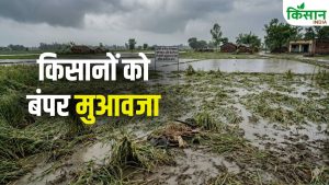 आंधी-बारिश से नुकसान हुआ तो चिंता नहीं… सरकार प्रति हेक्टेयर दे रही 22500 रुपये, जल्दी करें आवेदन