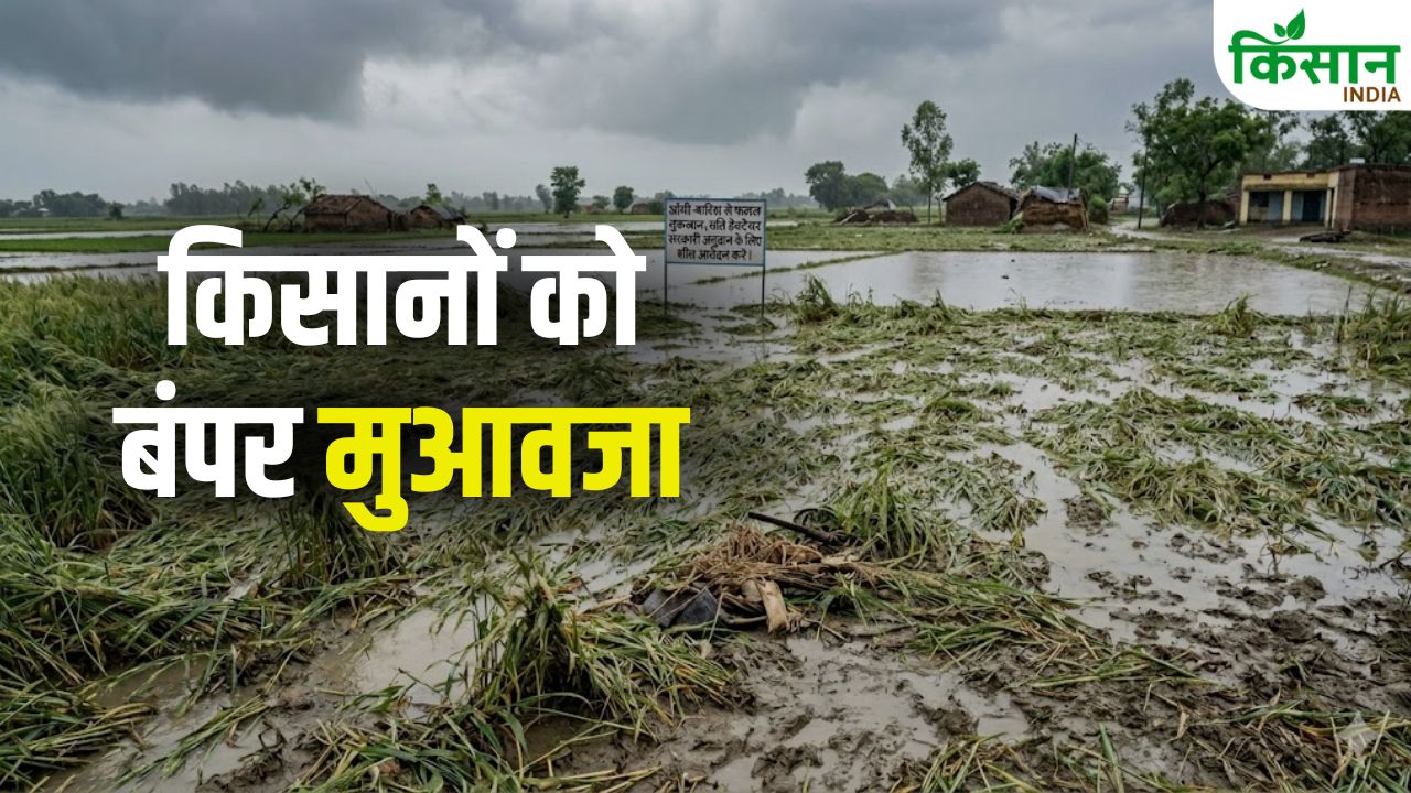 Storm Rain Crop Damage Bihar Per Hectare Subsidy Apply Online 2026