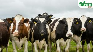 लापरवाही पड़ सकती भारी, भीषण गर्मी में पशुओं को बचाने के लिए अपनाएं ये आसान तरीके