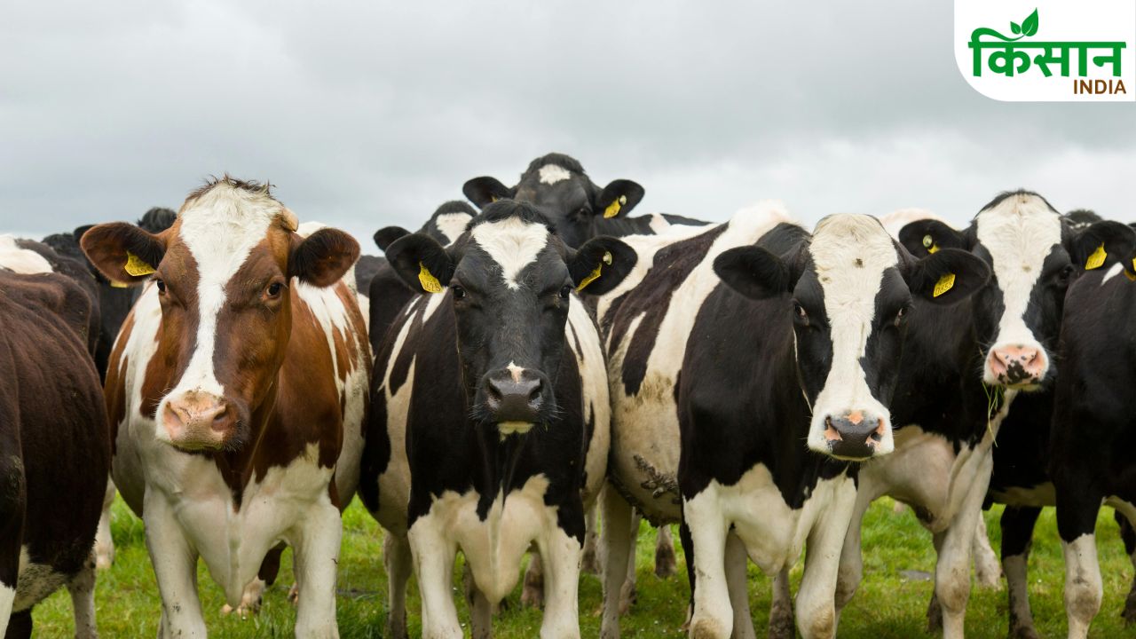 Animal Care Summe Heatwave Tips Prevent Heat Stroke Livestock Health