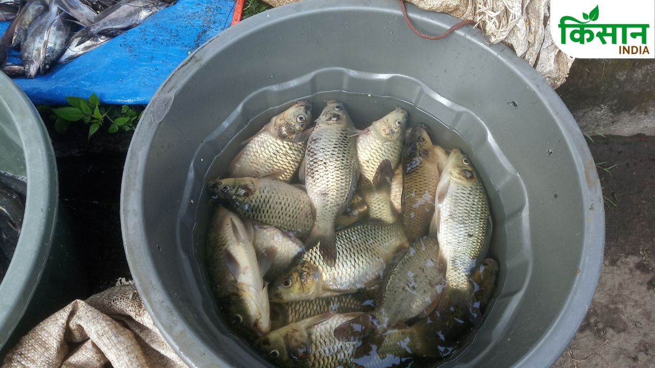 Pangasius Fish Farming Profit Low Cost High Income Aquaculture Business