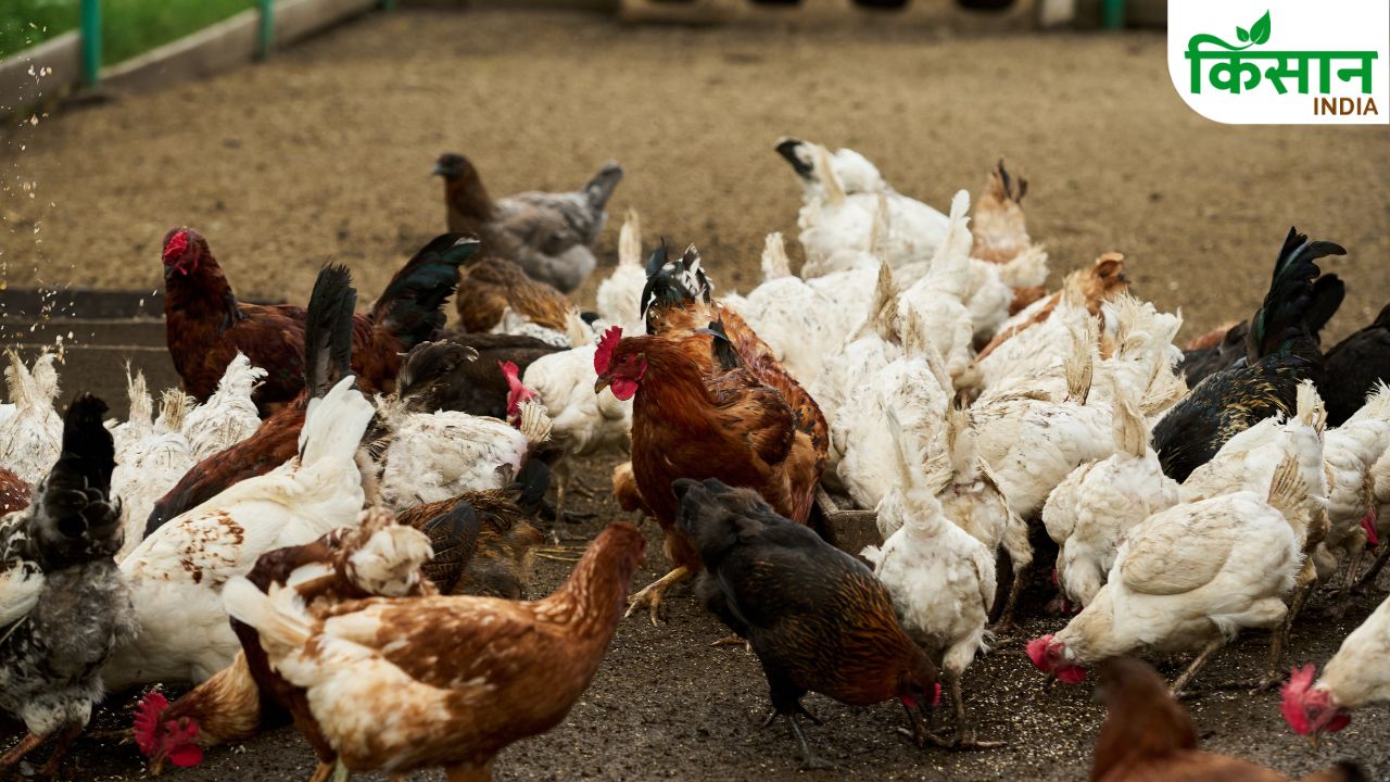 Desi Poultry Farming Top 5 Chicken Breeds High Profit Low Cost Farmer Income