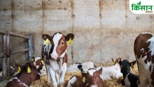 MP सरकार की वृंदावन ग्राम योजना लागू, पशुपालन और जैविक खेती करने वालों की चांदी