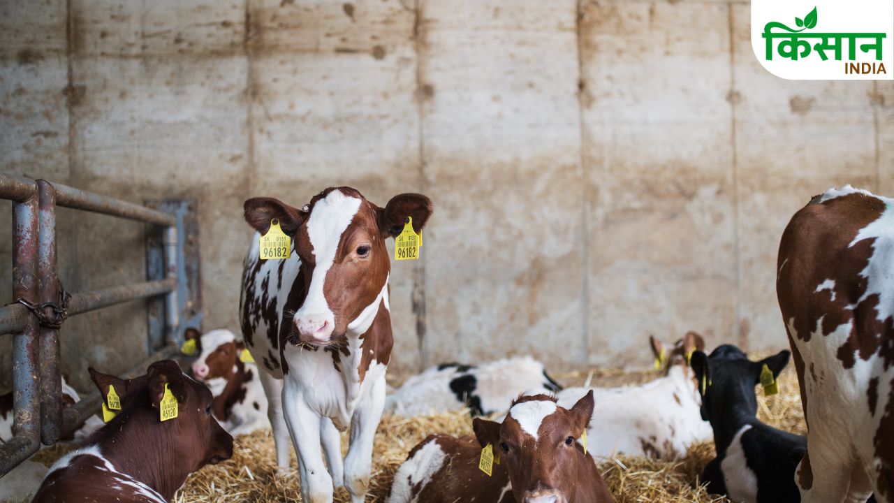 Mukhyamantri Vrindavan Gram Yojana Madhya Pradesh Village Development Scheme