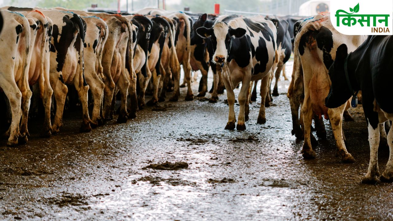 Madhya Pradesh Milk Production 2 5 Thousand Crore Plan Milk Capital Target