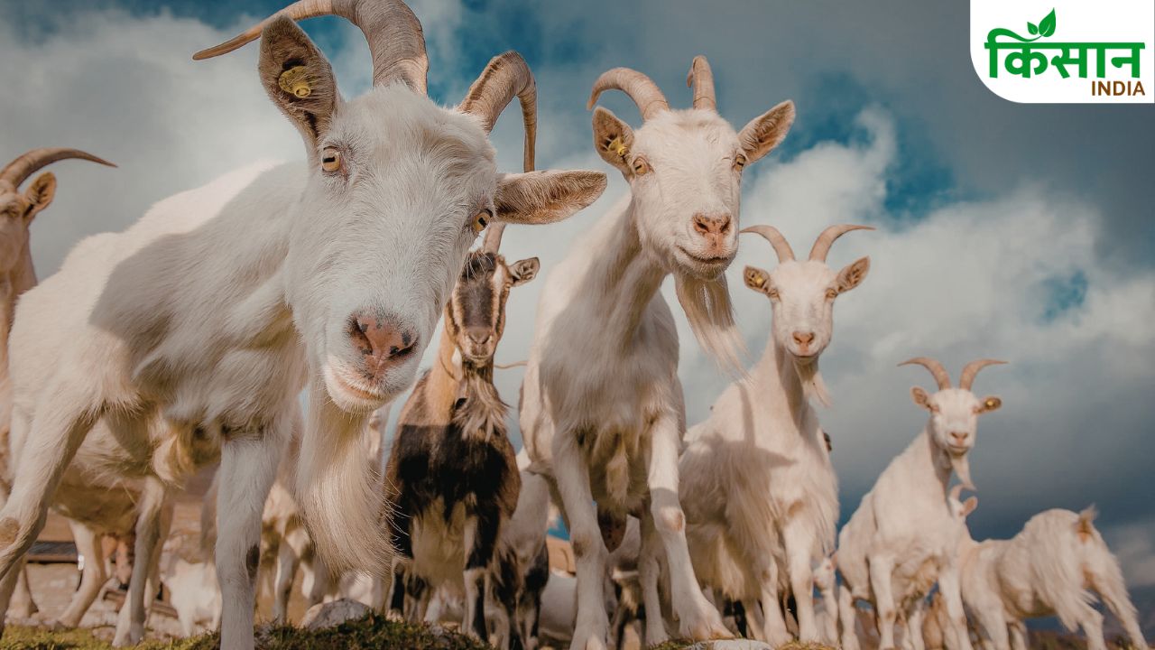 Goat Farming Right Breed Selection Jamunapari Barbari Beetal Profit Tips