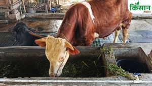 हरा चारा नहीं तो चिंता नहीं, भूसा सानी से बढ़ेगा दूध और पशु रहेंगे स्वस्थ, जानिए आसान उपाय