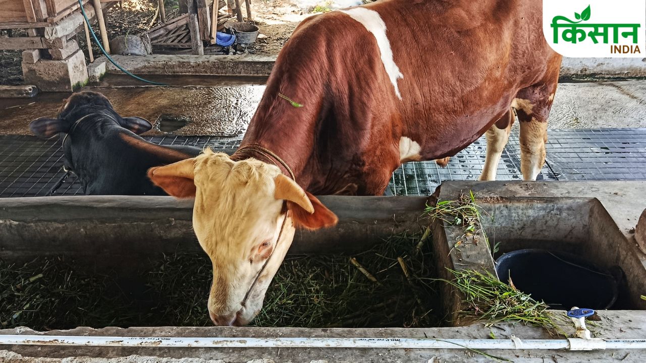 Straw Sani Formula To Increase Milk Production In Summer Animal Care And Cattle Feed Tips