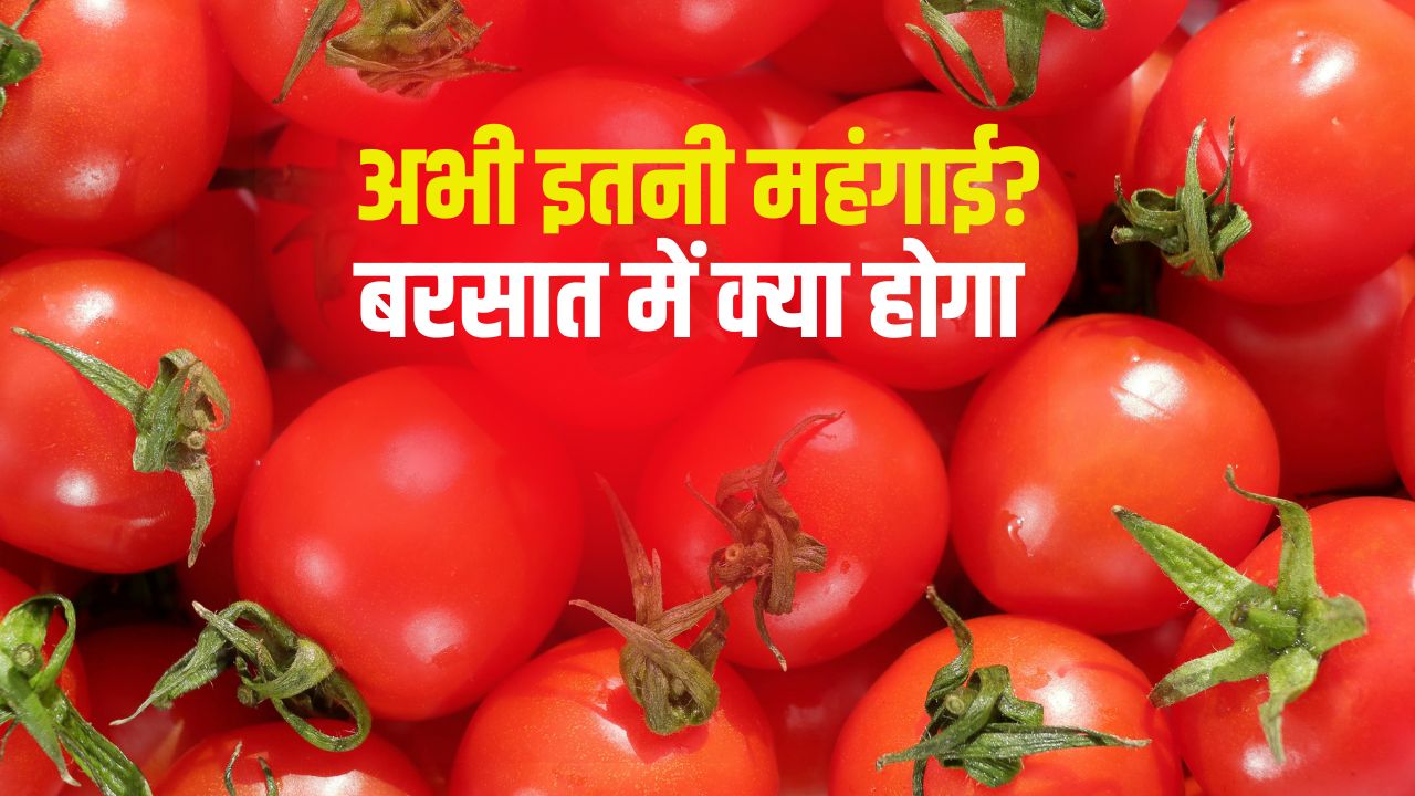 Mandi Bhav Tomato Price Hike Tamil Nadu Tomato Farmers Tomato Production Decline