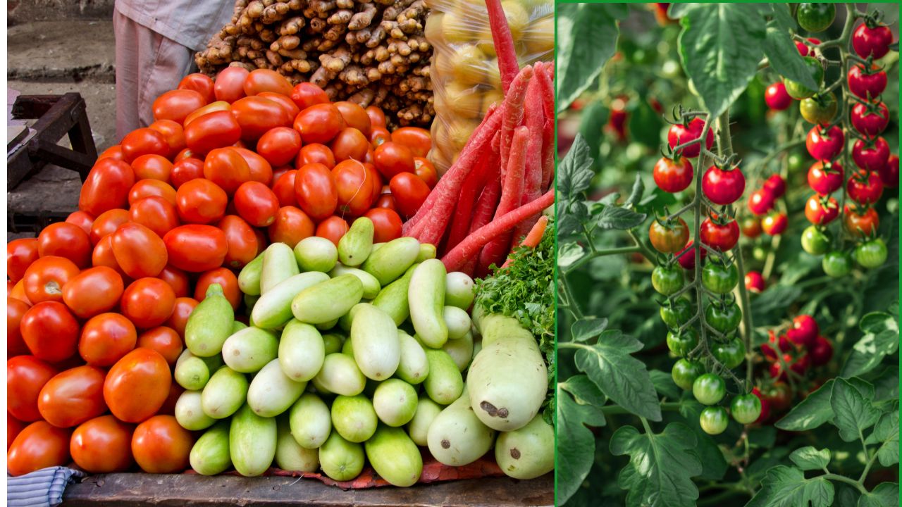 Tomato Price Hike Madanapalle Mandi Latest Tomato Mandi Rate