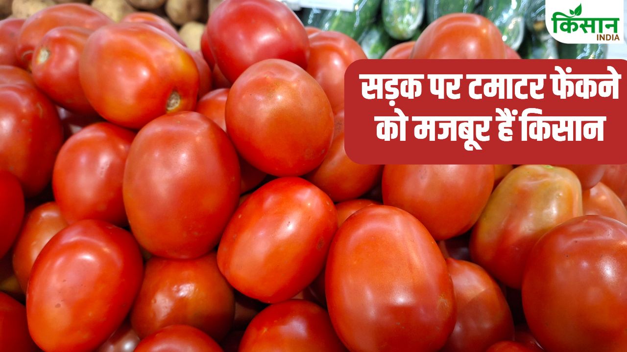 Tomato Prices Fall Iran Israel War Tomato Farmers Suffer Losses Latest Tomato Mandi Prices