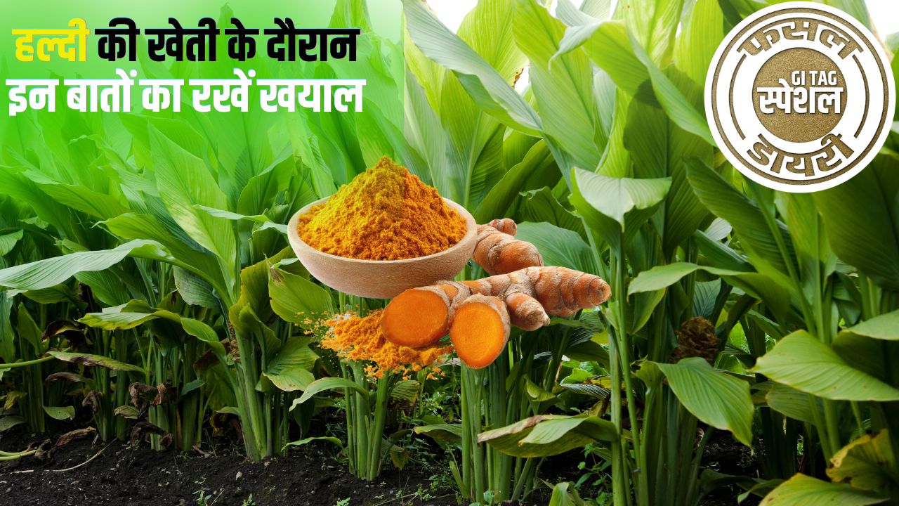 Vaigaon Turmeric How To Cultivate Vaigaon Turmeric Farming Maharashtra Farmers
