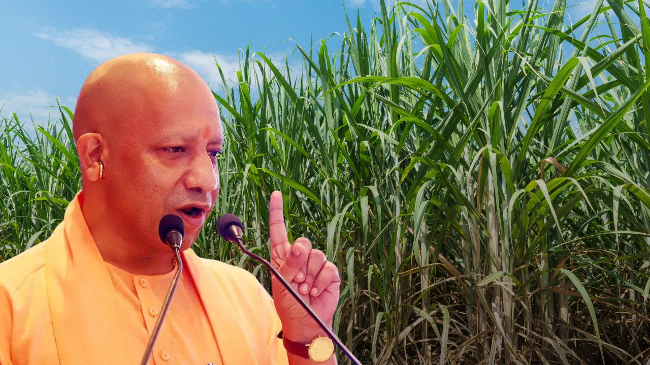 Drip Irrigation Effective In Up Results 25 Percent Surge In Sugarcane Yield Saving 50 Percent Water