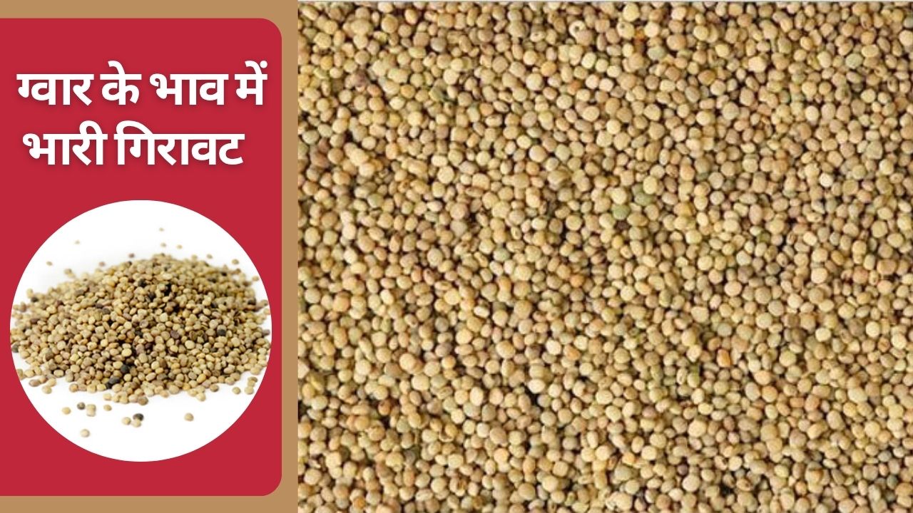 ग्वार बीज के दाम में तेज बदलाव से वैश्विक बाजार में हलचल, भारत में तेजी से गिरा ग्वार गम का रेट