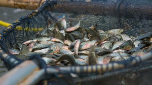 Fish Farming Guide for April: मछली पालन को लेकर बिहार सरकार की एडवाइजरी, ये काम नहीं किए तो होगा बड़ा नुकसान Fish Farming Guide for April: मछली पालन को लेकर बिहार सरकार की एडवाइजरी, ये काम नहीं किए तो होगा बड़ा नुकसान