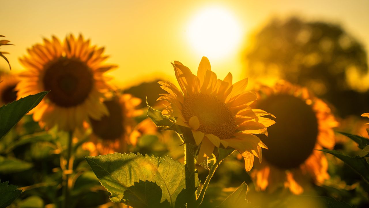 Not 6540 Correct Msp Sunflower In Haryana Rs 7721 Directly Benefiting 18166 Farmers