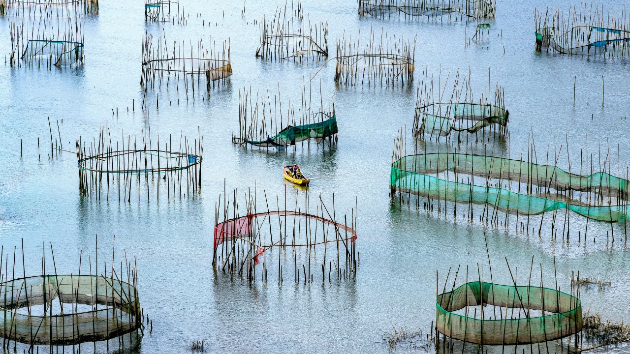 Madhya Pradesh Government Offering Bumper Subsidy Cage Culture Apply By April 20th Boosting Fishermen Income