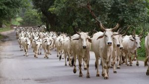 पशु क्रूरता पर सरकार ने बढ़ाई सख्ती, पशु संसाधन विभाग का बड़ा फैसला.. हर जिले में निगरानी समितियों का गठन