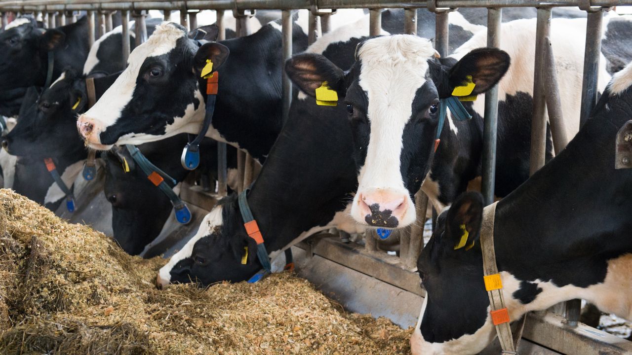 Cows And Buffaloes Eating Less In This Scorching Heat These Home Remedies Increase Both Appetite And Milk Production Rapidly