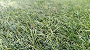 कम खर्च में दूध दोगुना करने का देसी तरीका, एक बार लगाएं यह चारा और 4 बार कटाई पाएं