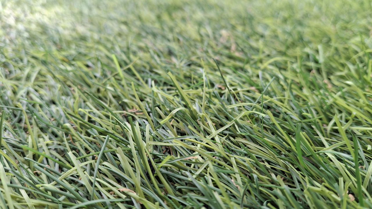 Once Sown This Green Gold Provide Fodder For Up Four Harvests And Milk Production Increase Significantly